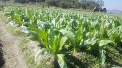 榴莲视频色版APP下载养分化验仪怎么用来测试榴莲视频色版APP下载全磷含量